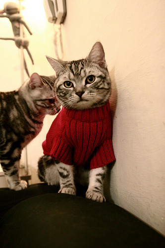 教练换帅:新主帅带来什么样的变化?,主教练换上自己