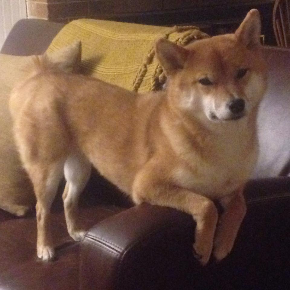 JiuyouAPP下载-2025轻艇马拉松：国际范、烟火气全都有，世界陆上赛艇马拉松