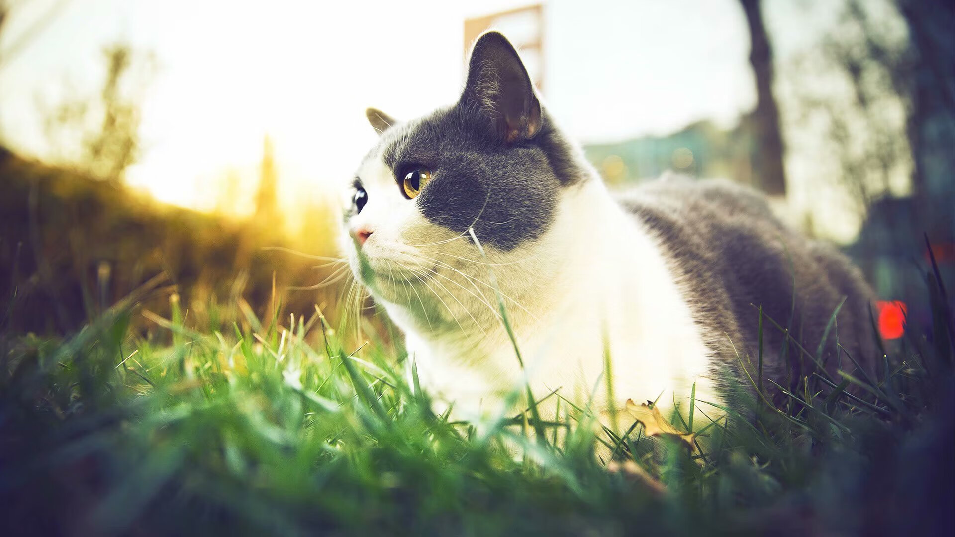 九游APP官网-主力射手状态起伏是否影响整队进攻体系协作，射手打球是什么位置