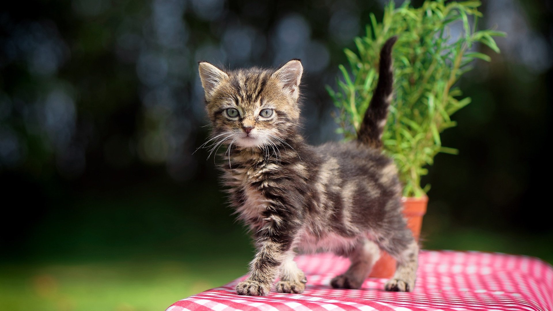 体育新闻中心深化体育原创视频数字版权保护技术,体育视频网络服务