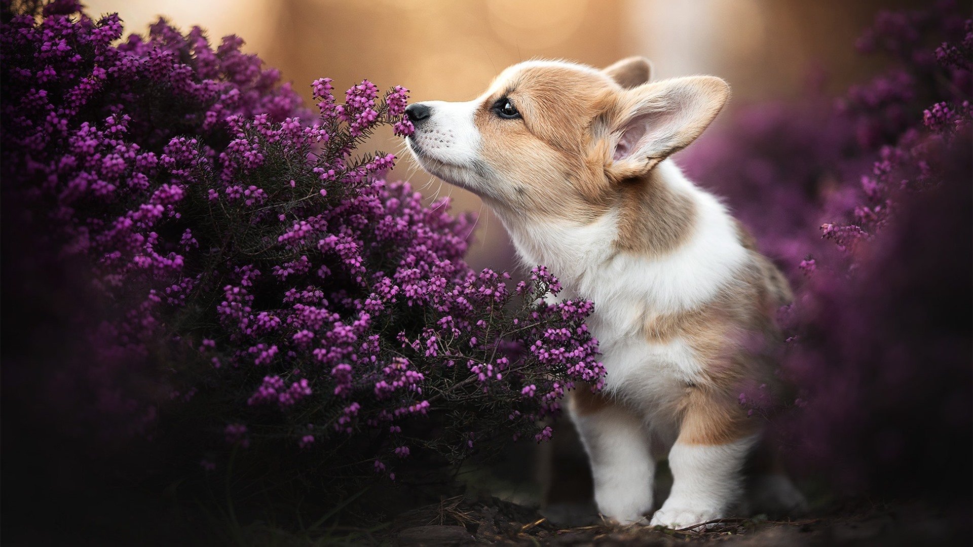 国际热身赛中国女足逆袭 球迷充满信心,中国女足热身赛直播