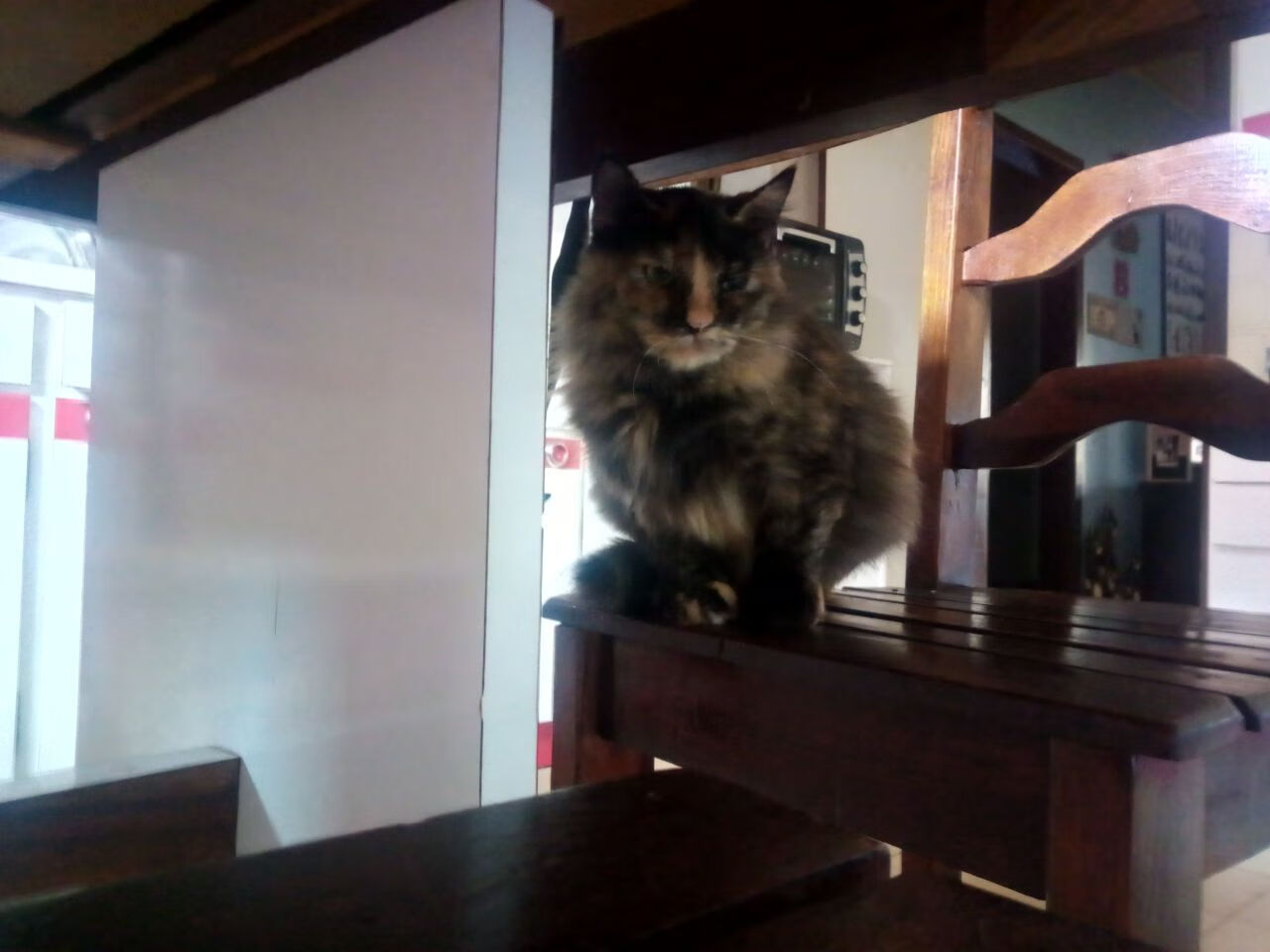 女子200蝶前50米出发段:中国最具爆发,女子200米蝶泳赛程