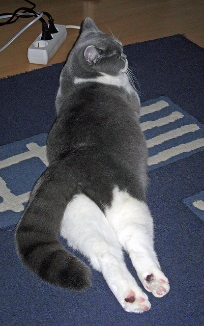 德国队解密国际乒联混合团体世界杯赛制:规则与策略分析,德国乒乓球职业联赛