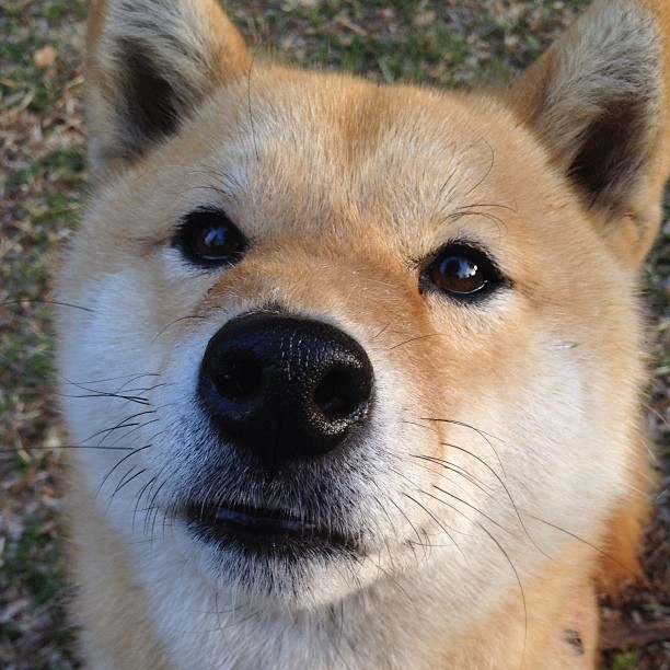 九游下载安装-新疆男篮适应新赛季节奏保持出色战绩，新疆男篮战况