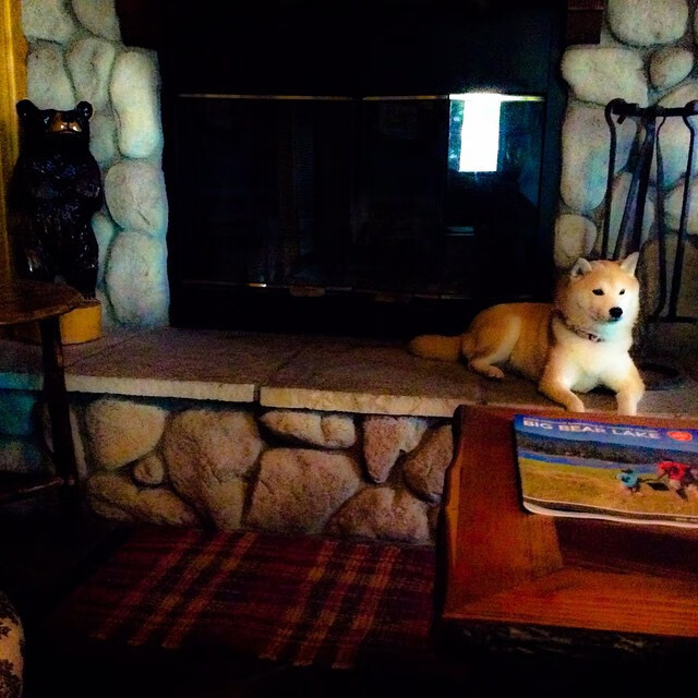 九游娱乐-浙江雄狮开局阶段强势带动全队节奏，浙江雄狮工贸有限公司