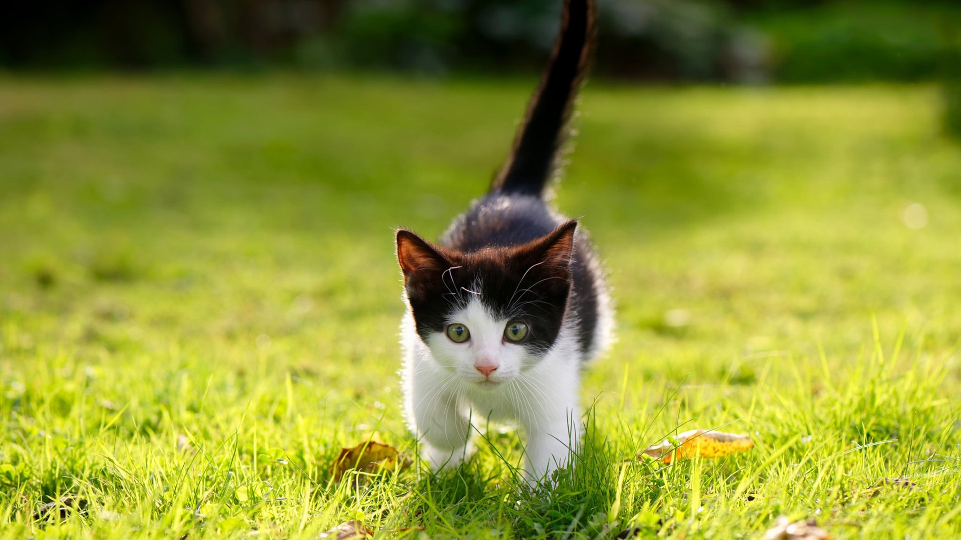 九游游戏中心-丁俊晖年终总结感谢团队支持，丁俊晖总冠军数量