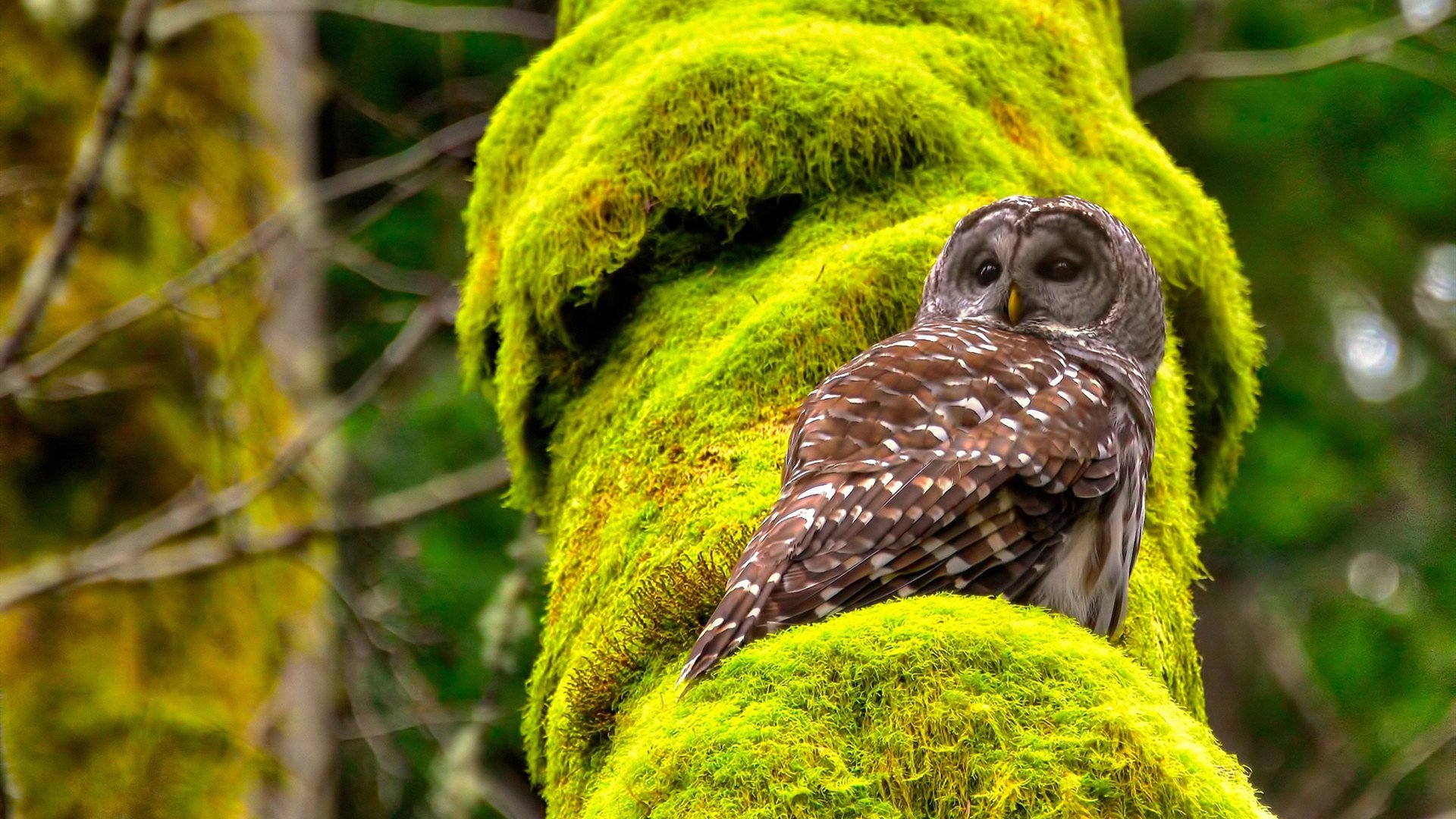 中国足球国家队教练团队专业水平稳步提高,中国足球国家队现在的教练是谁