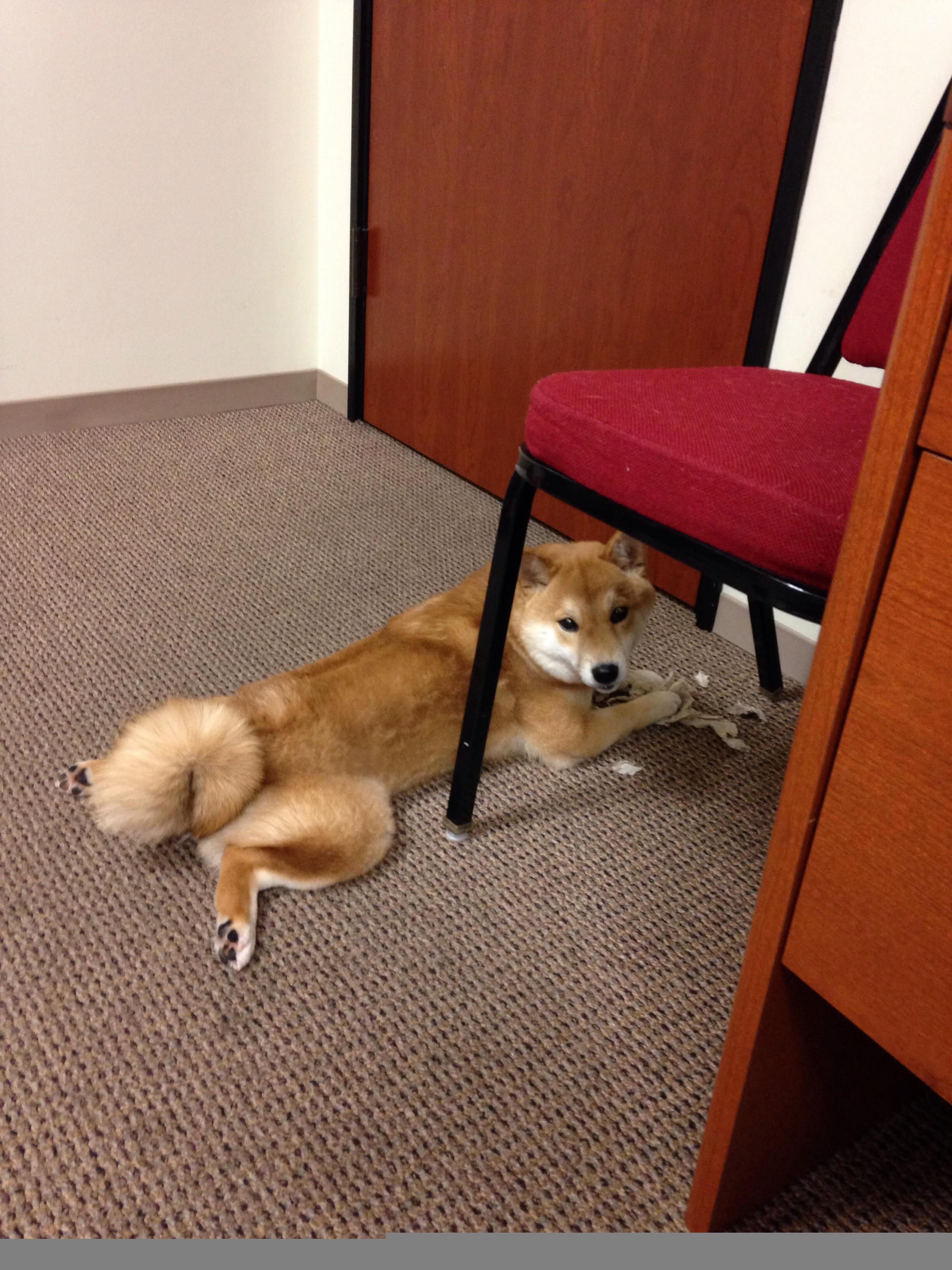 伊丽莎白·德克斯泳姿优雅成赛场焦点,演员_伊丽莎白·德比齐