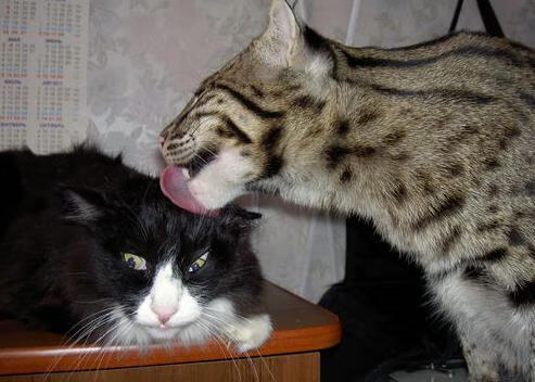 新西兰橄榄球青训系统持续创新,培养未来顶尖球员,新西兰橄榄球规则