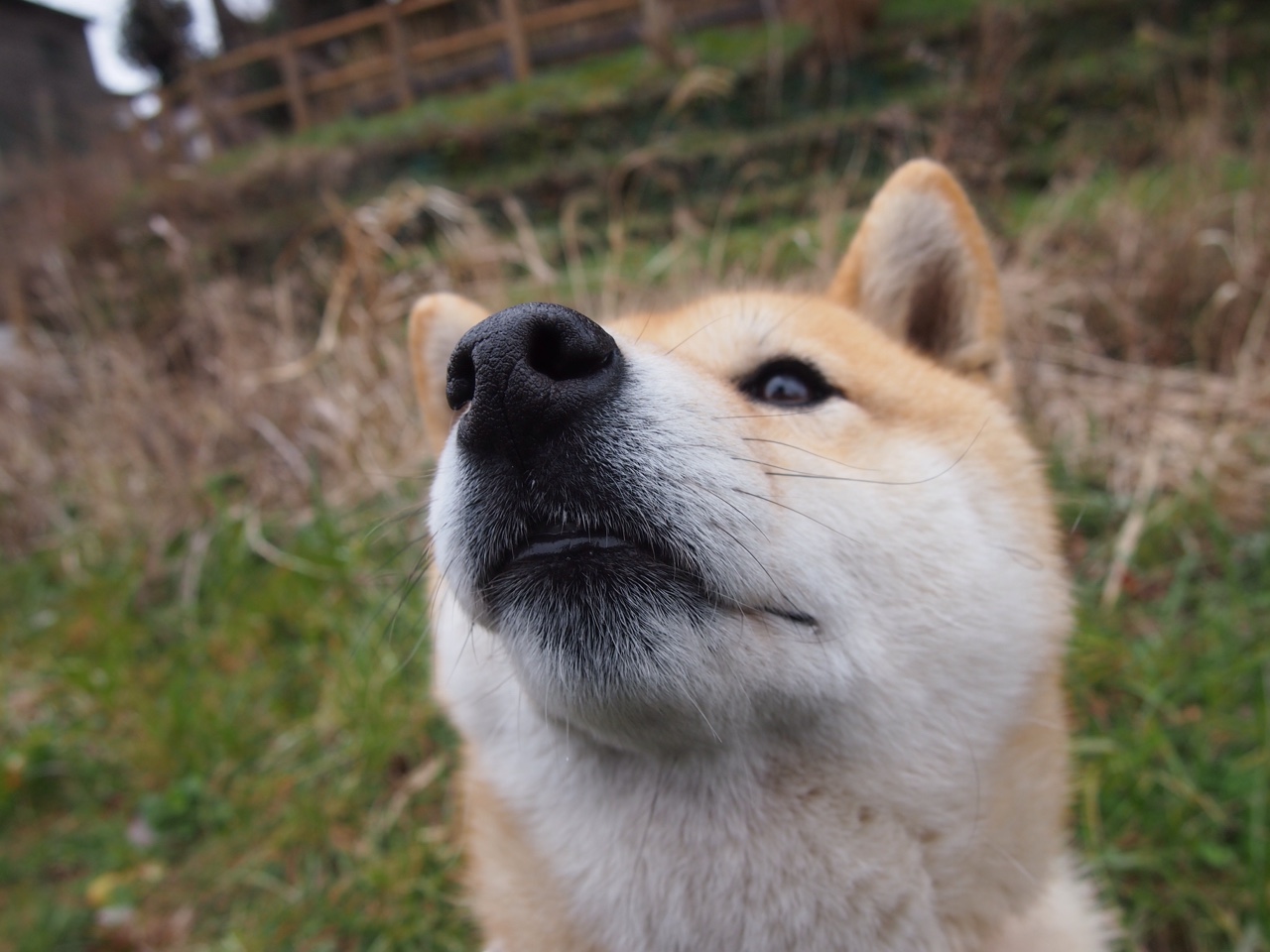 步行者后场表现出色帮助球队上升排名,步行者得分后卫
