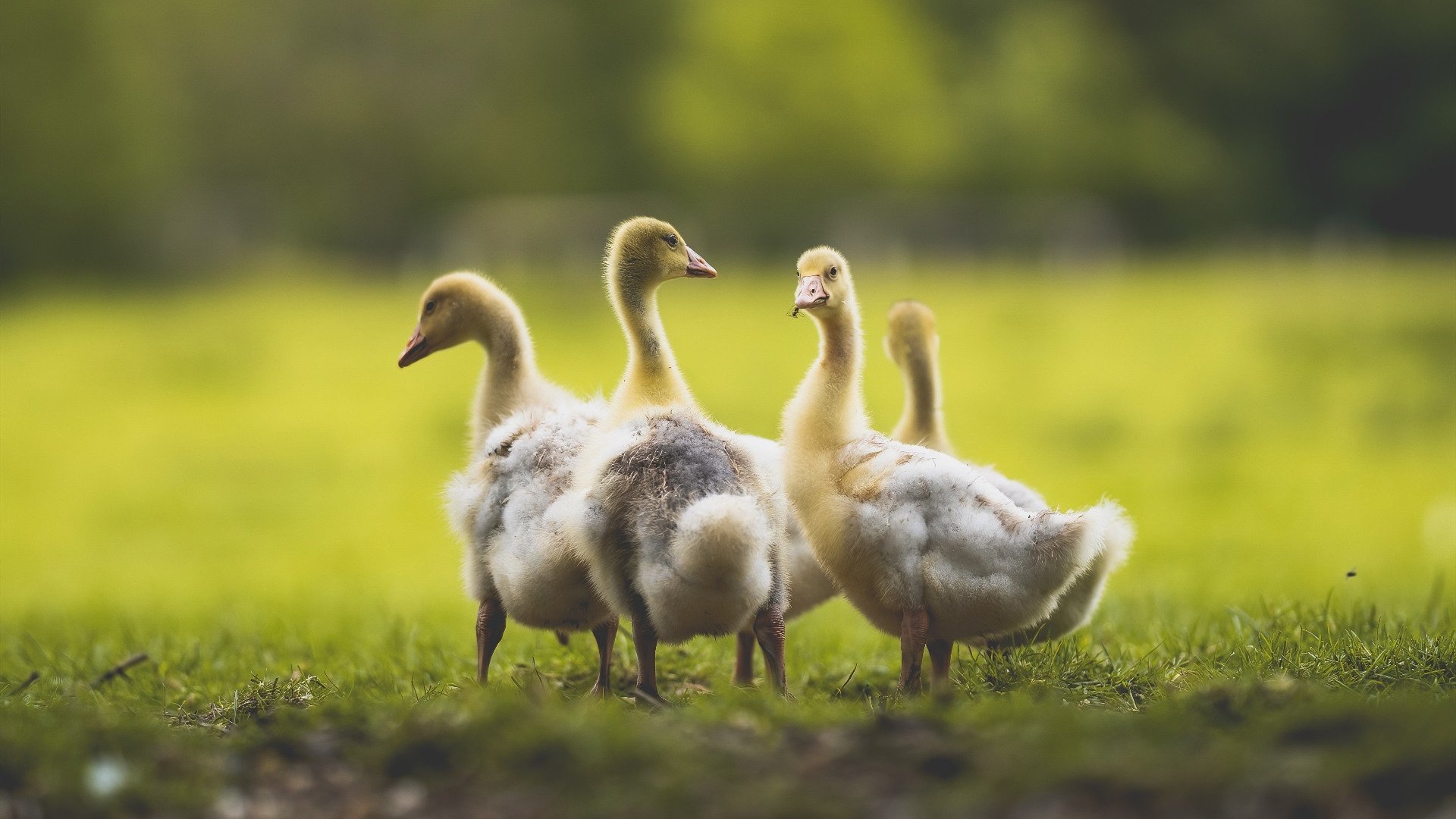 苏格兰橄榄球走向国际化,未来潜力无可限量,苏格兰橄榄球联赛