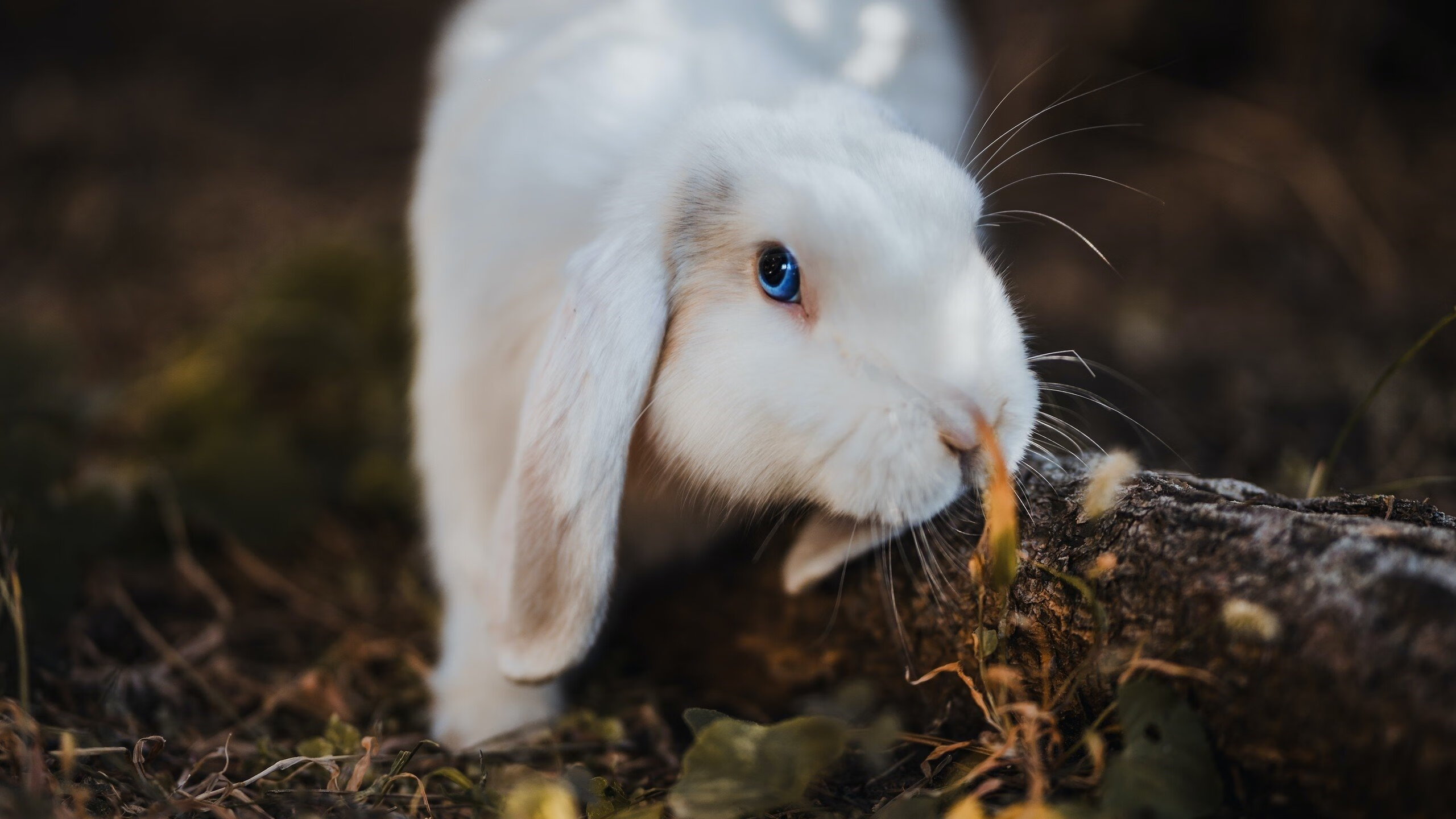 九游网页版入口-自由泳波兰选手勇挑重担，自由泳波兰选手勇挑重担的视频