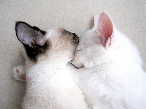 自由泳波兰选手勇挑重担,自由泳波兰选手勇挑重担的视频