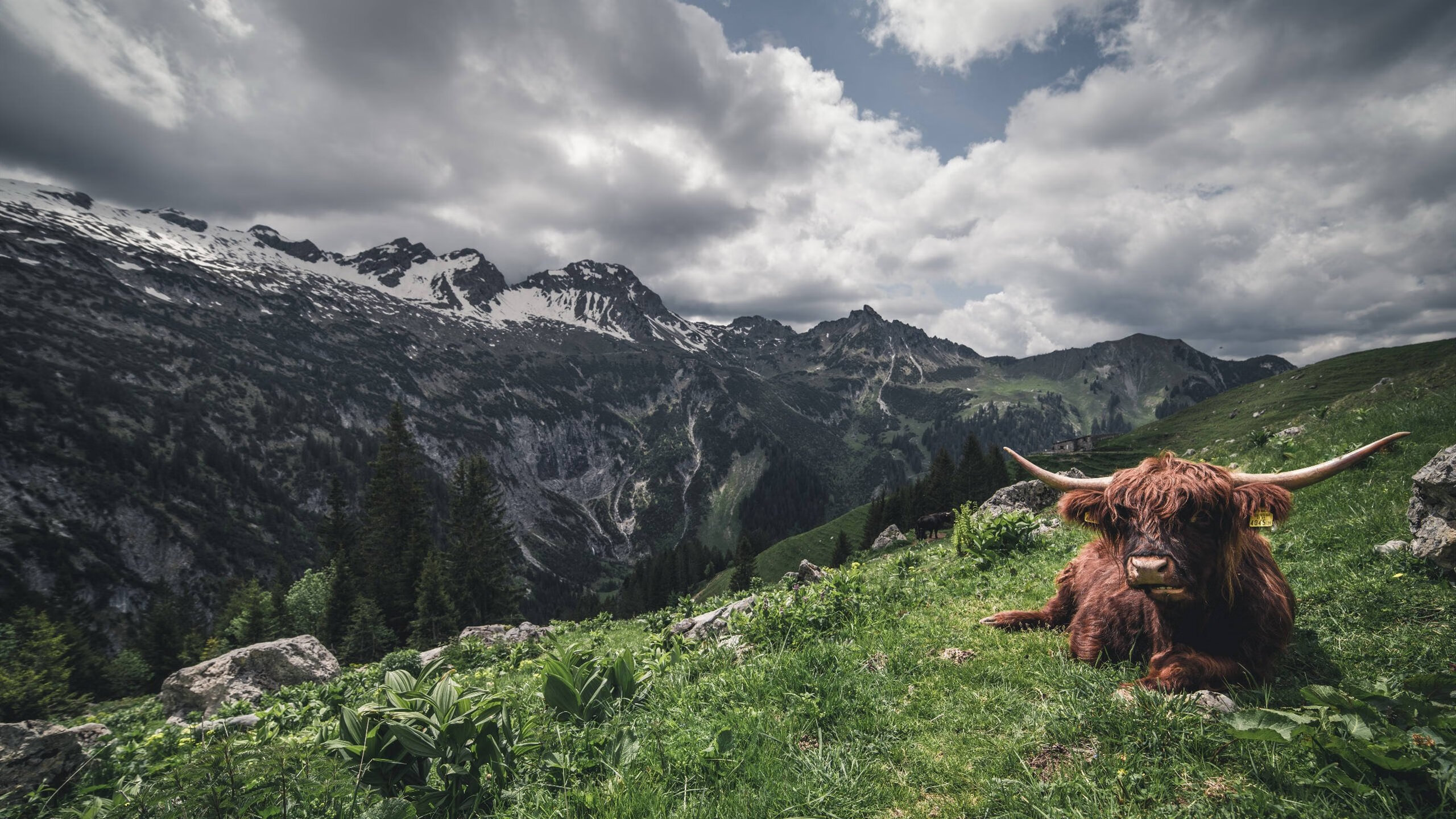 英超战火不断:精彩镜头层出不穷!,英超战术分析